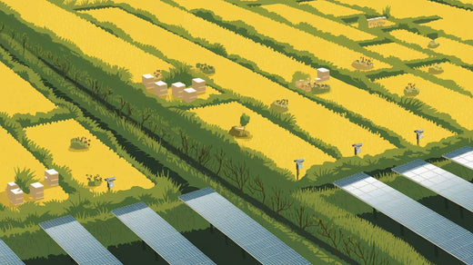 Illustration of agricultural fields with yellow crops, solar panels, and scattered beehives surrounded by green hedges.