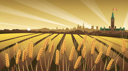 Illustration of a wheat field with a city skyline in the background, featuring a building with a Canadian flag.