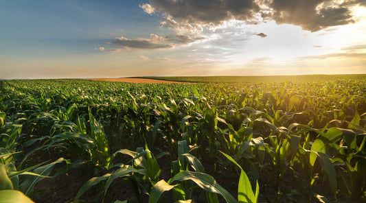 Cornfield at sunset with green plants under a partly cloudy sky and golden sunlight illuminating the crops.