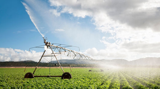 watering a crop in a field