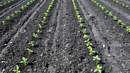 Young green plants growing in neat rows across a freshly tilled field of dark soil, under a clear sky.