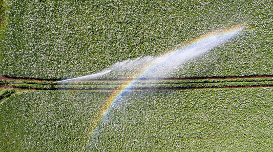 Aerial view of a crop field being irrigated by a sprinkler system, with a visible rainbow forming in the spray, showcasing efficient water distribution across the plants.